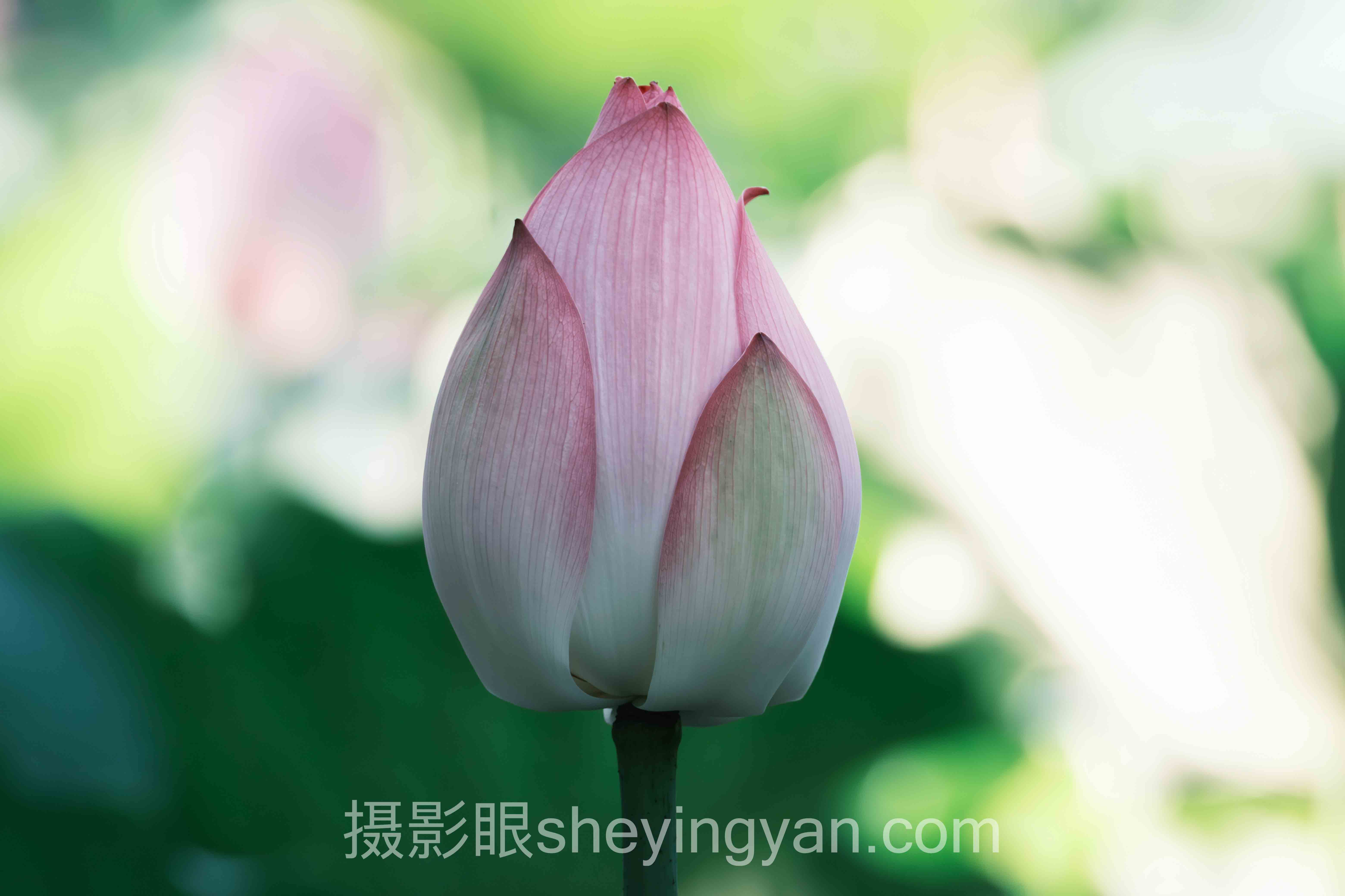 摄影眼平台锐度