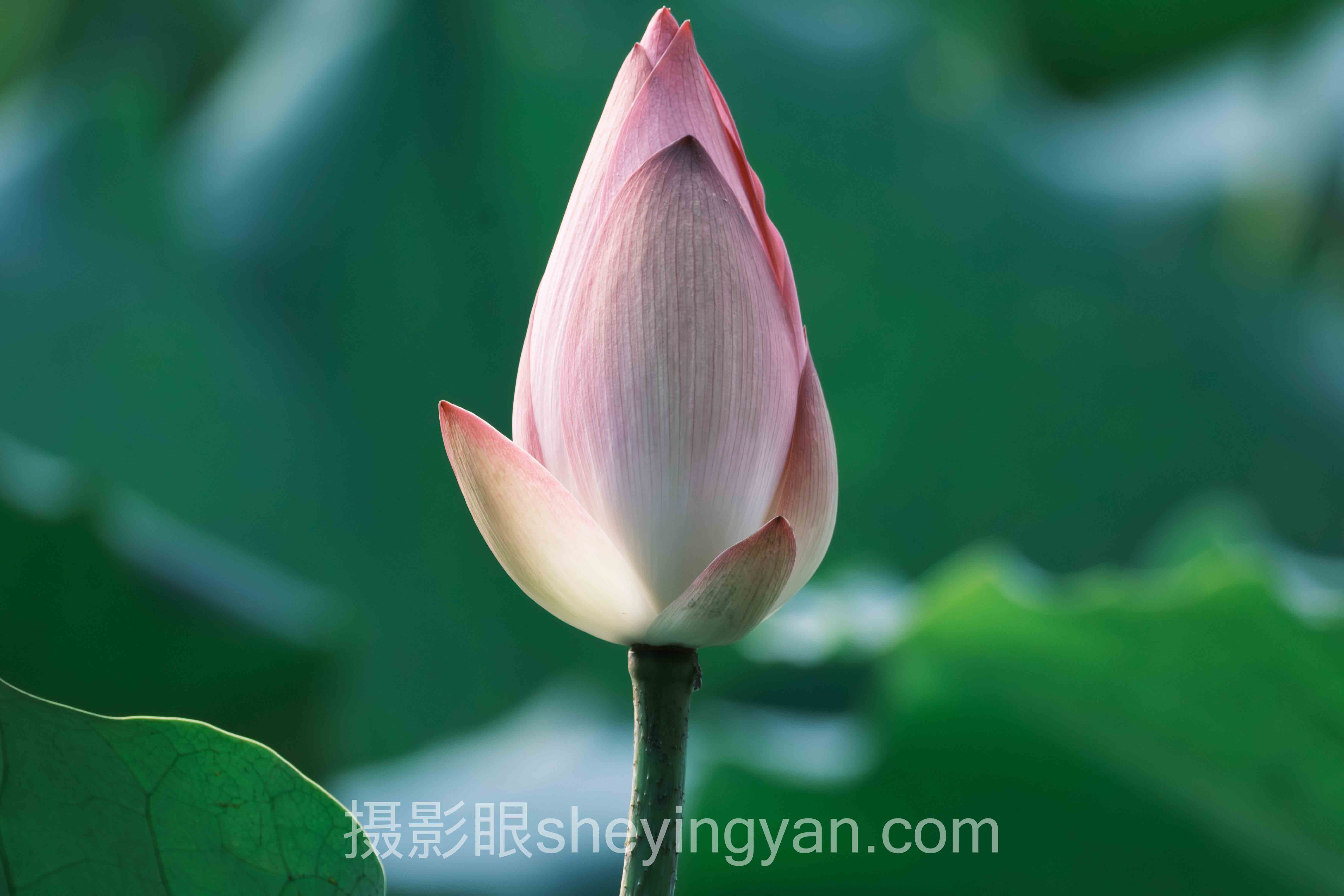 传统审美 vs AI照片评测打分标准：谁在定义你的照片好坏？