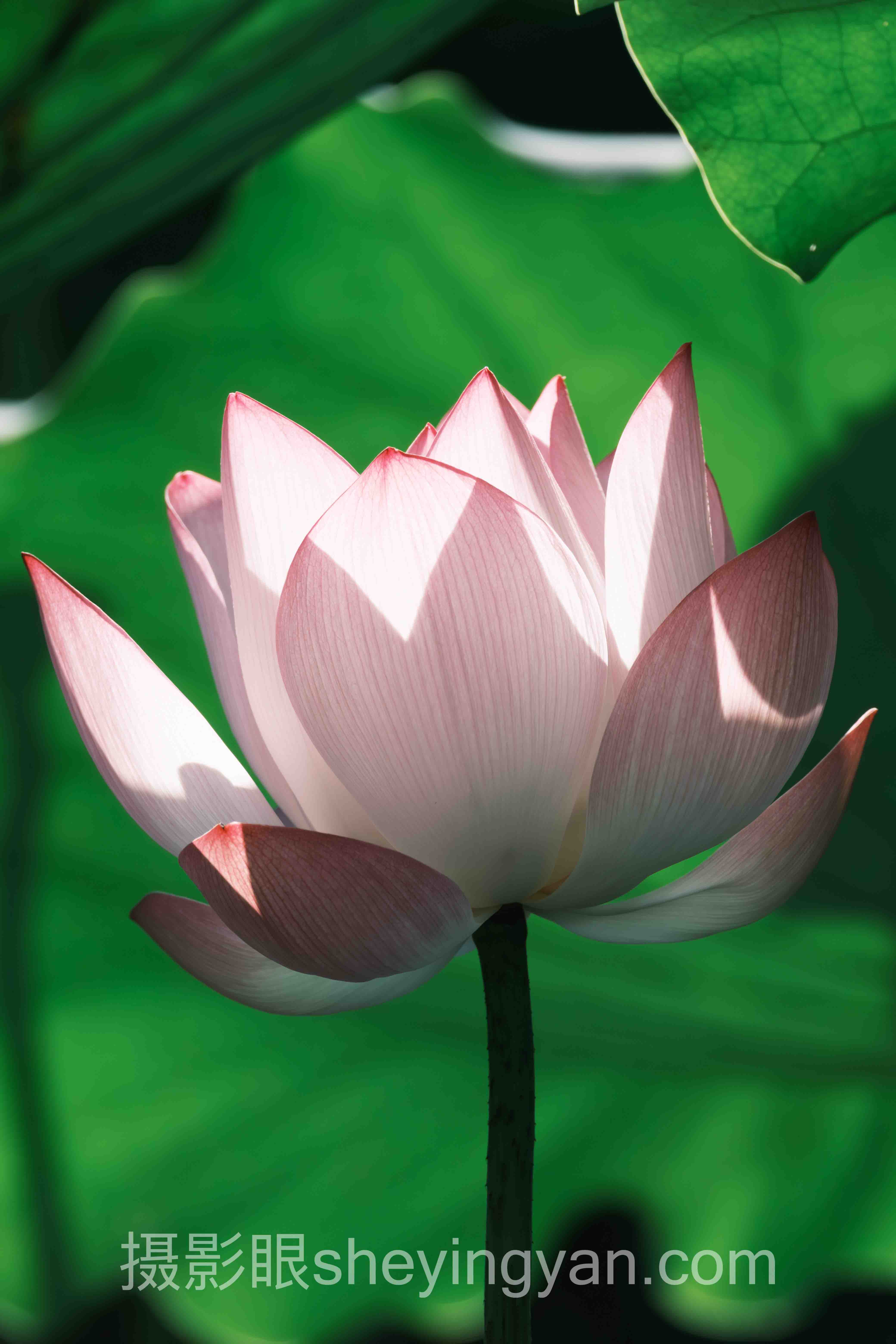 选企业级照片点评服务不踩坑：多维度对比指南