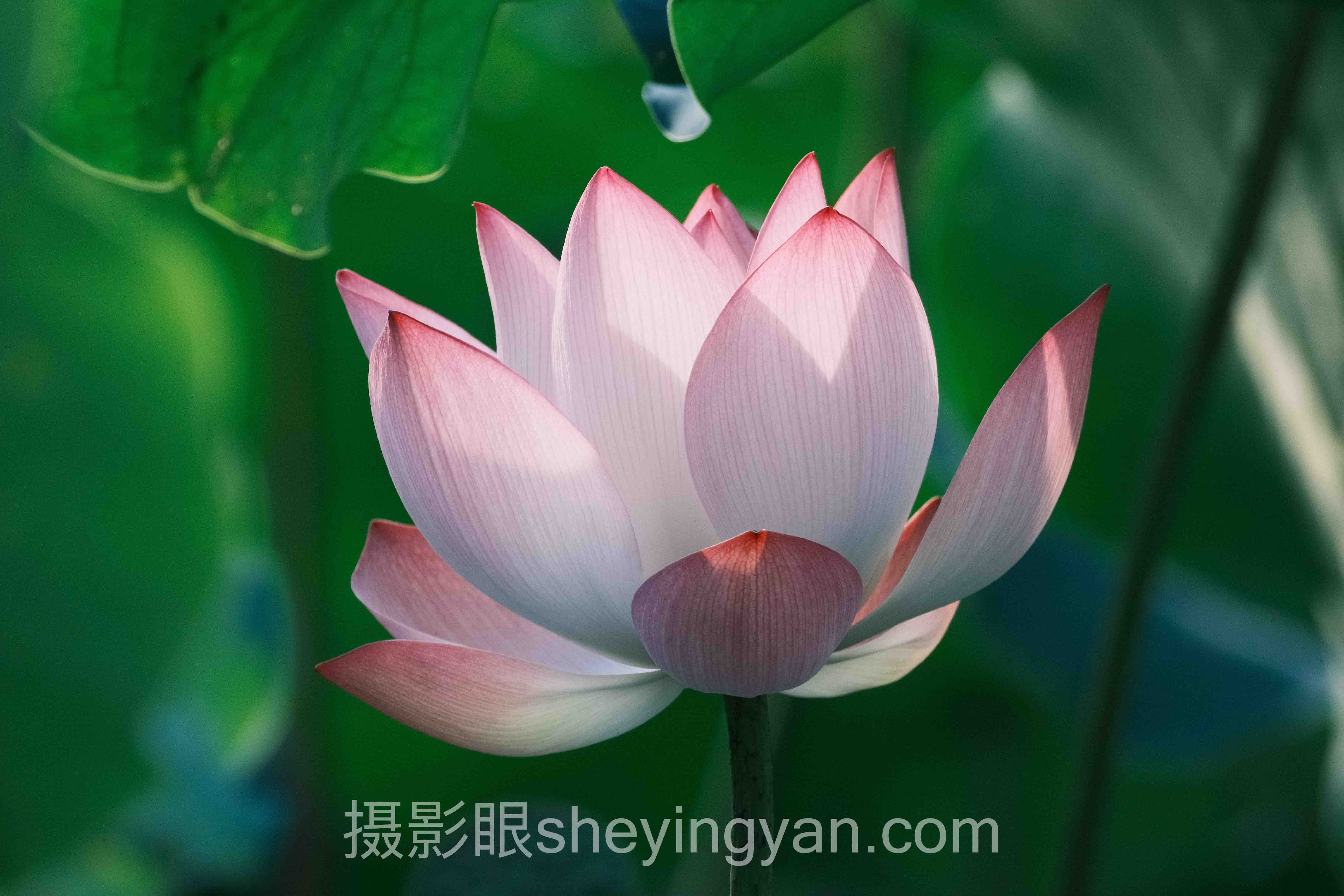 摄影眼平台怎么用