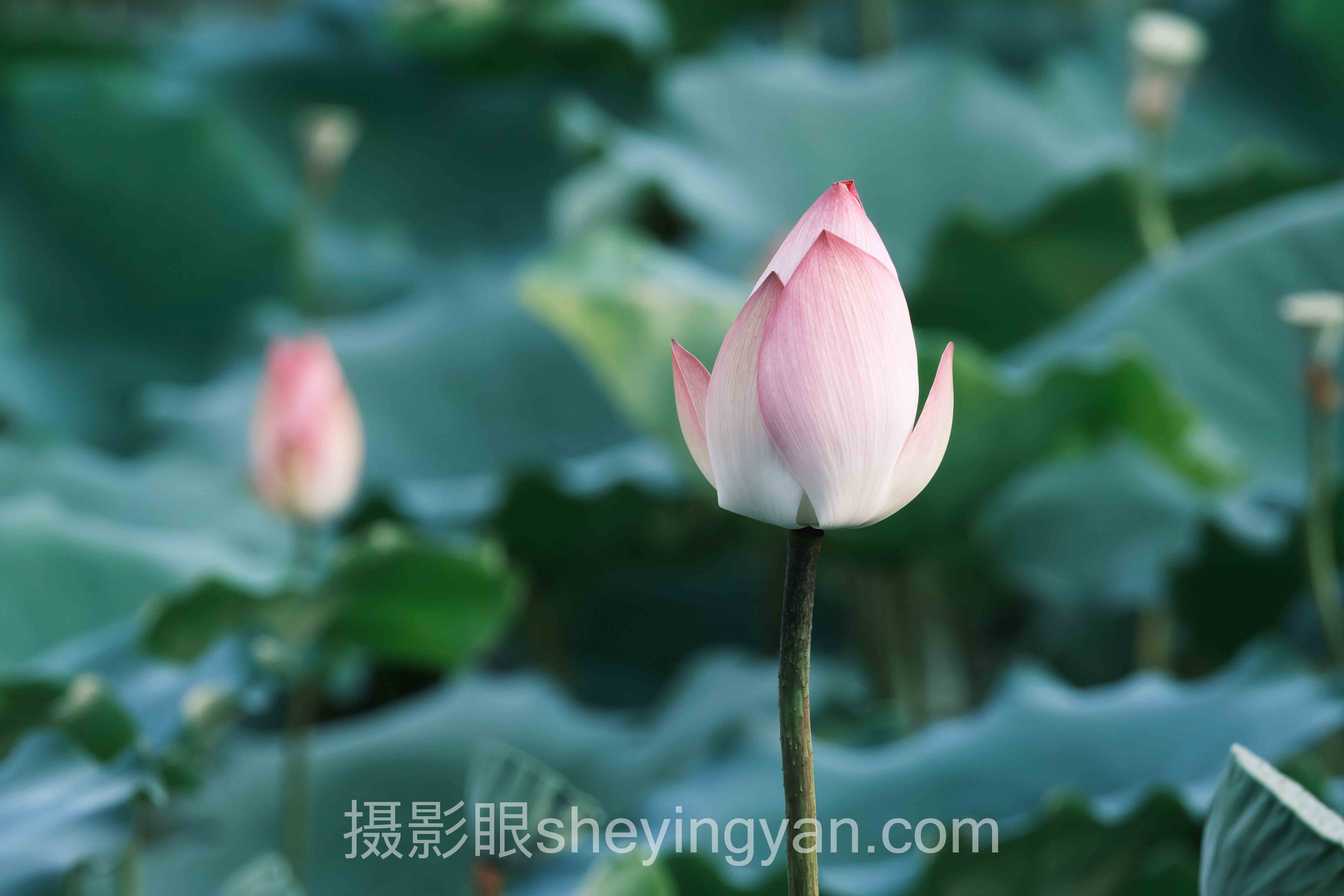 选AI照片点评平台不踩坑：4大维度横向对比指南