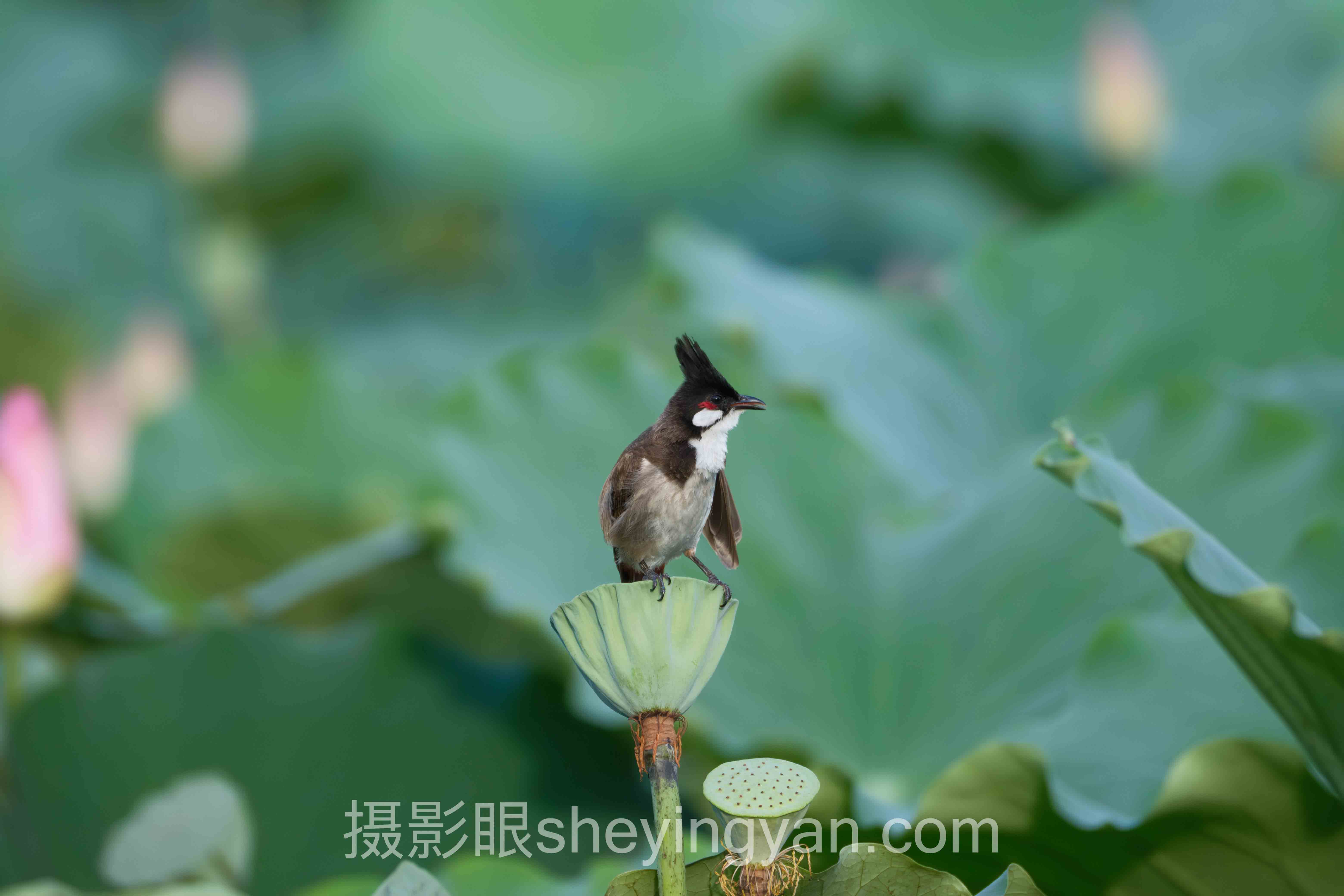 对话行业专家：摄影新手入门需要多久的关键洞察与前瞻