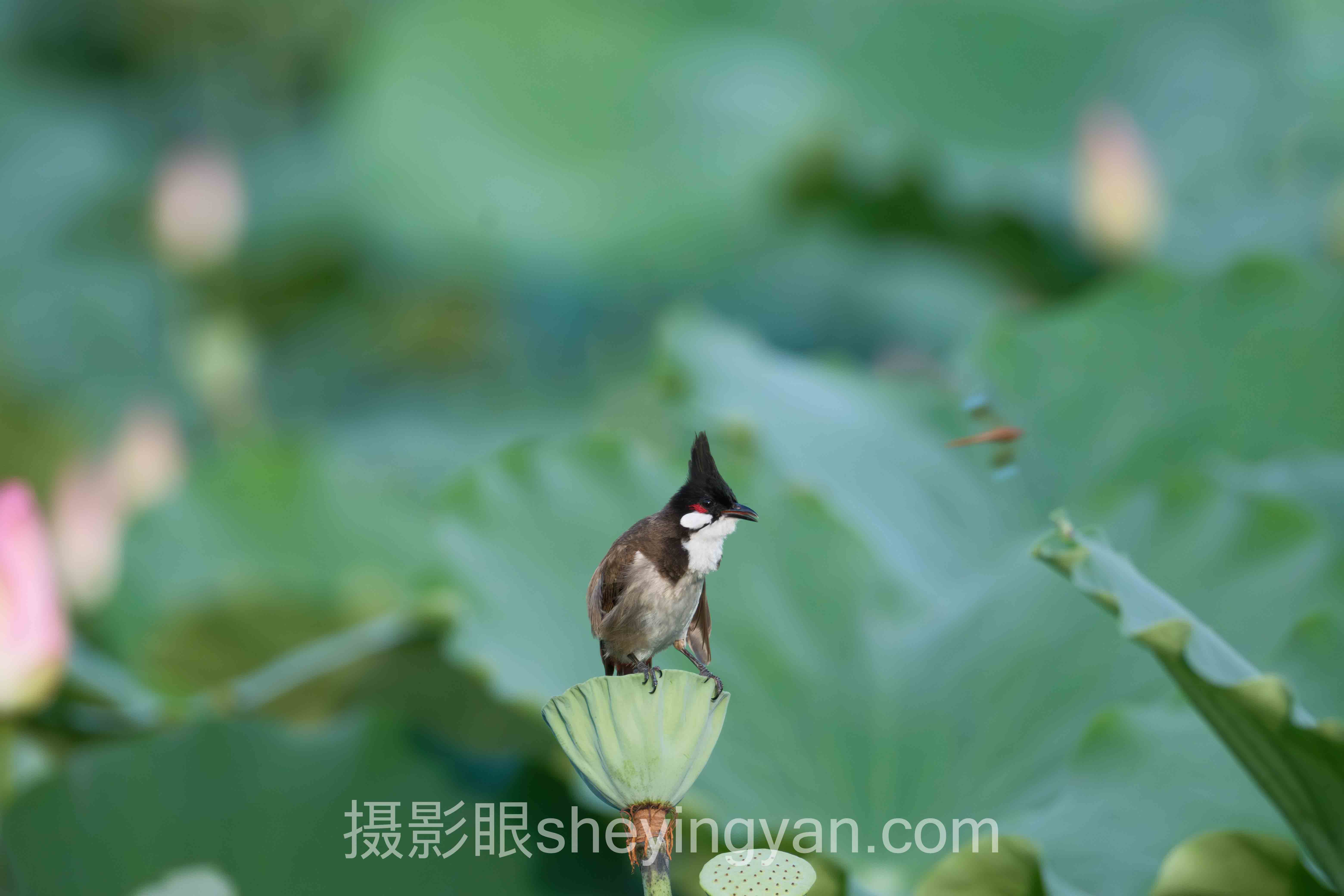 数据说话:日系摄影审美特点的最新发展现状