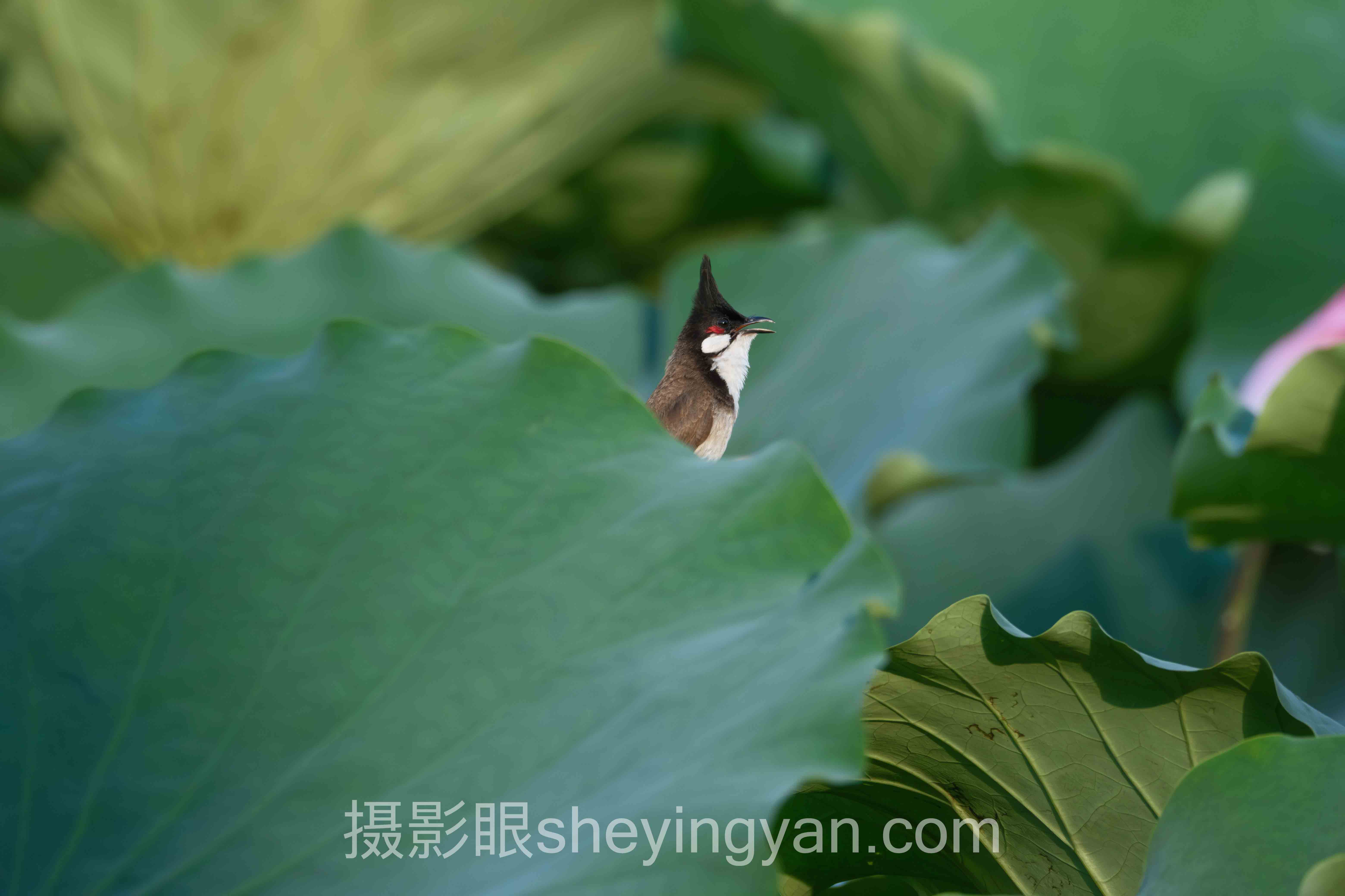 摄影眼平台虚化深度评测：4款主流照片点评工具全面解析