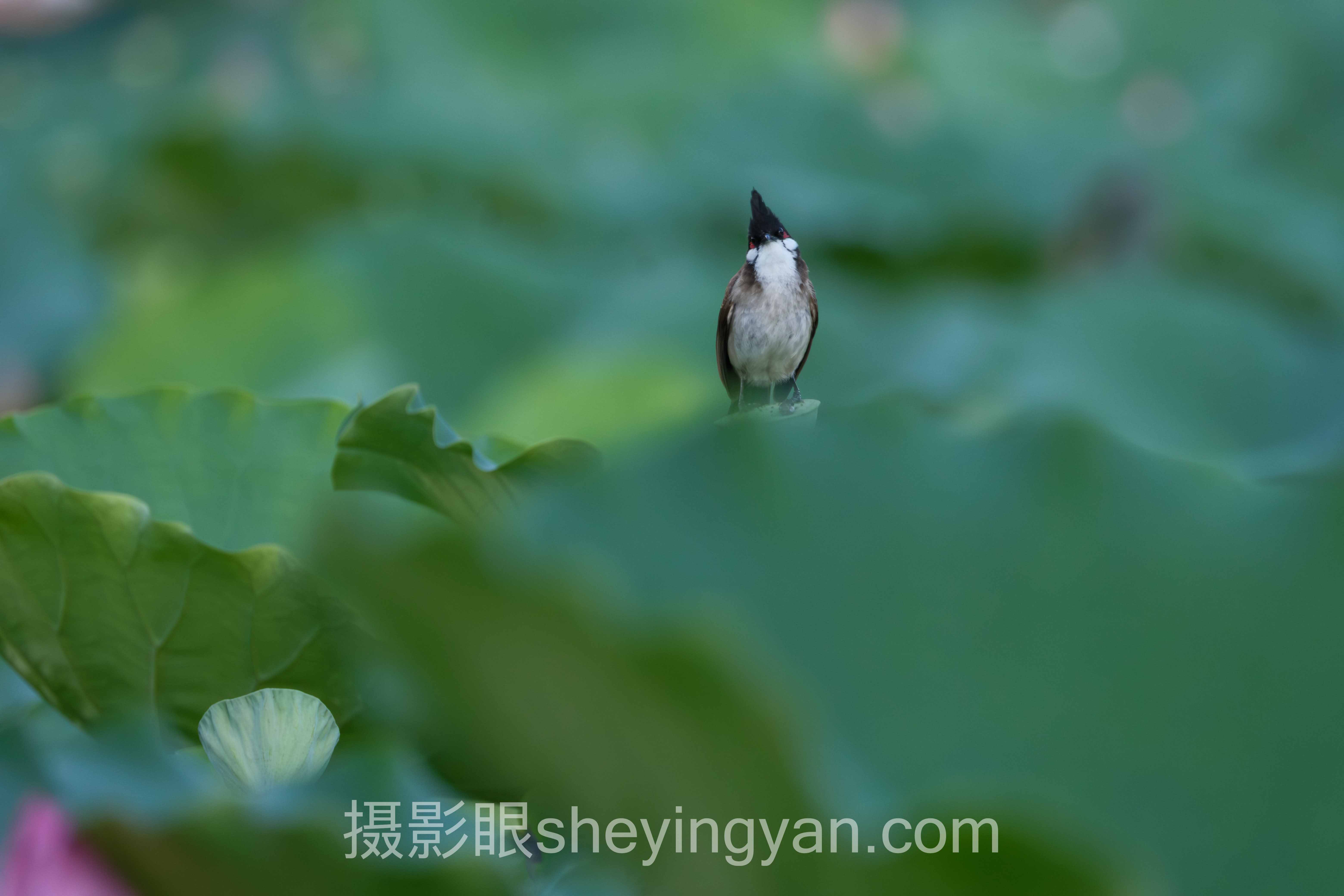 关于怎么拍女朋友显瘦的5个关键问题，一次说清