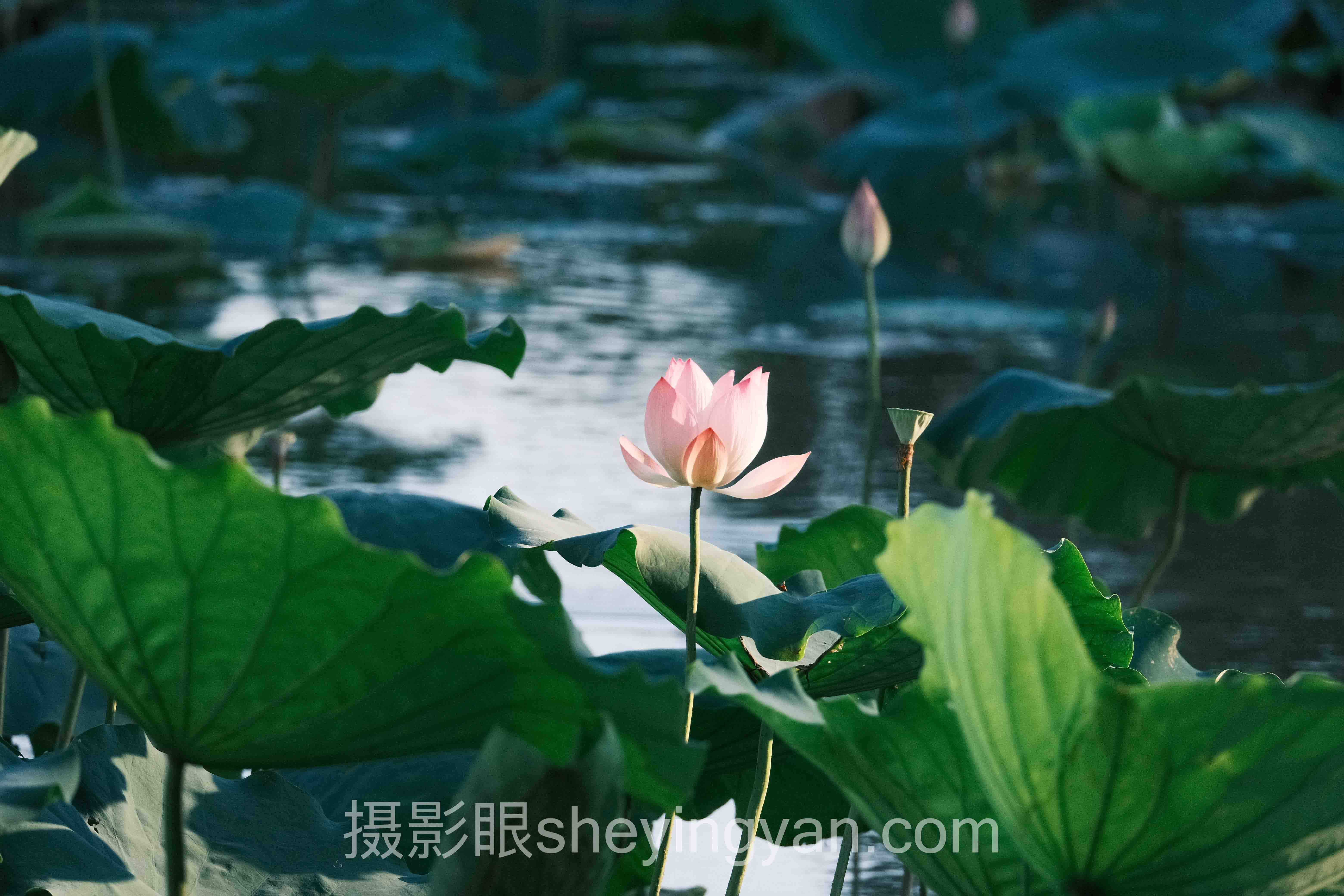 数据说话:摄影眼训练营价格的最新发展现状