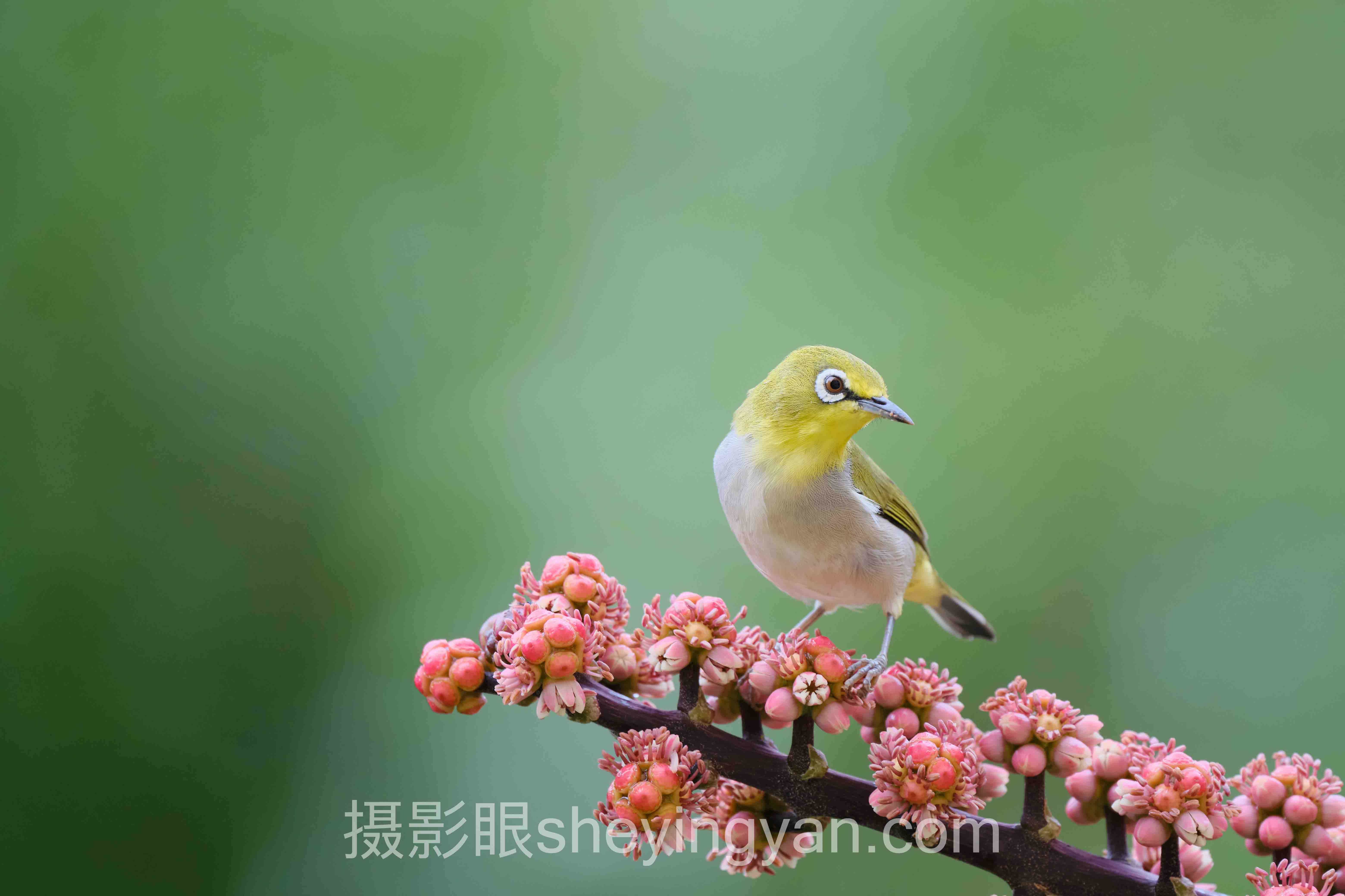 照片点评怎么做？5个案例告诉你答案