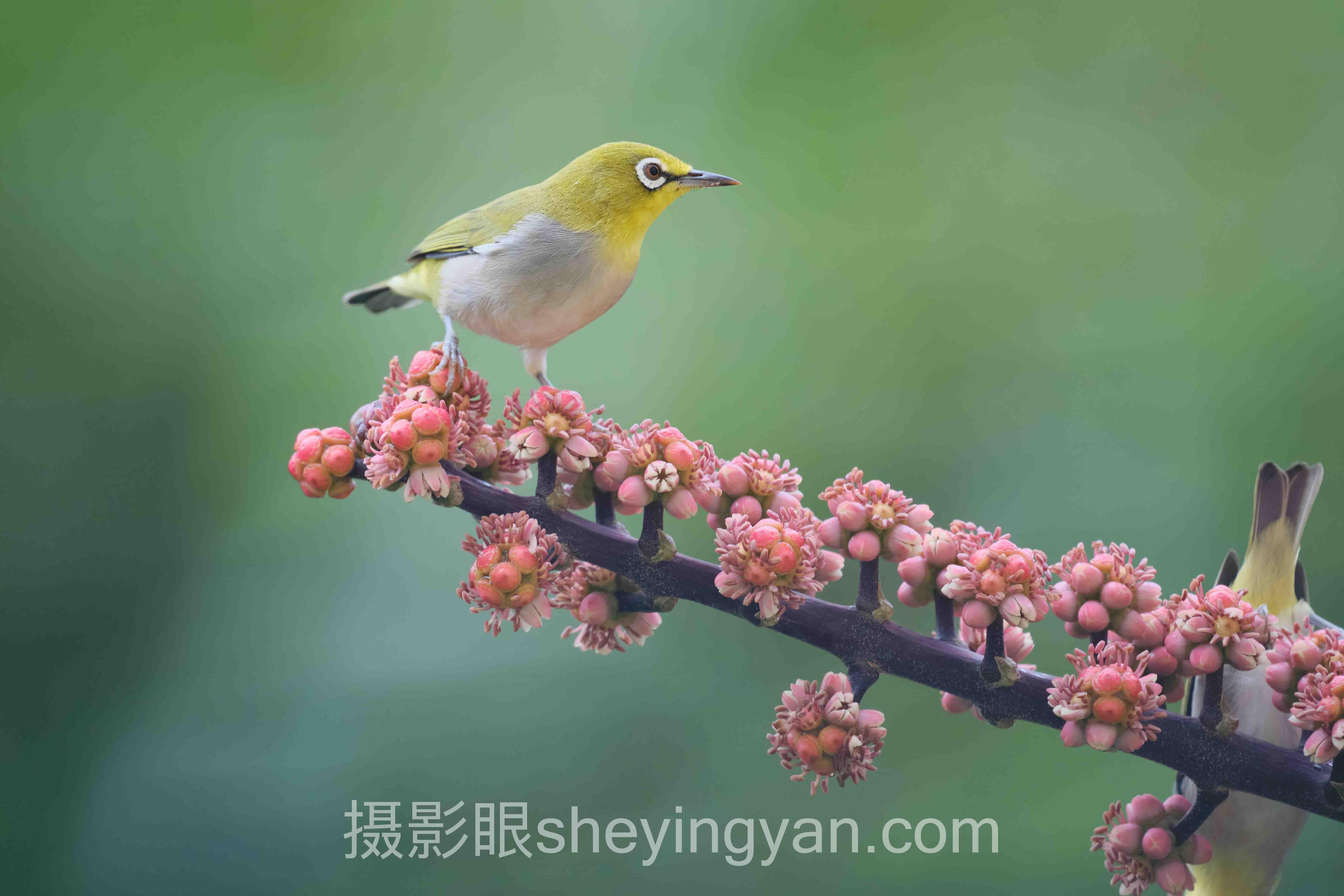 人像镜头选购深度分析:现状、挑战与未来趋势
