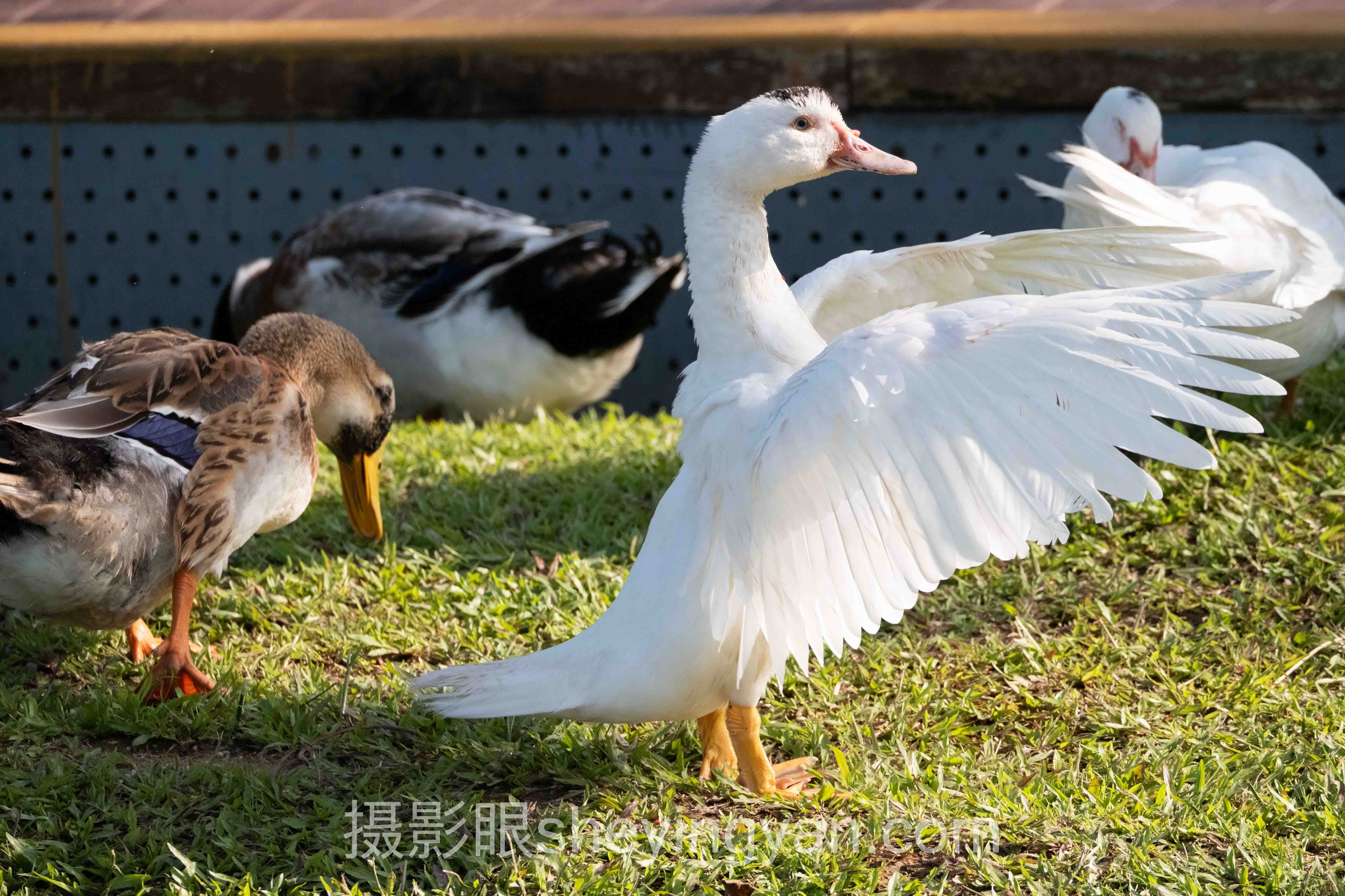 专家深度解读:摄影眼网址是多少的机遇与挑战