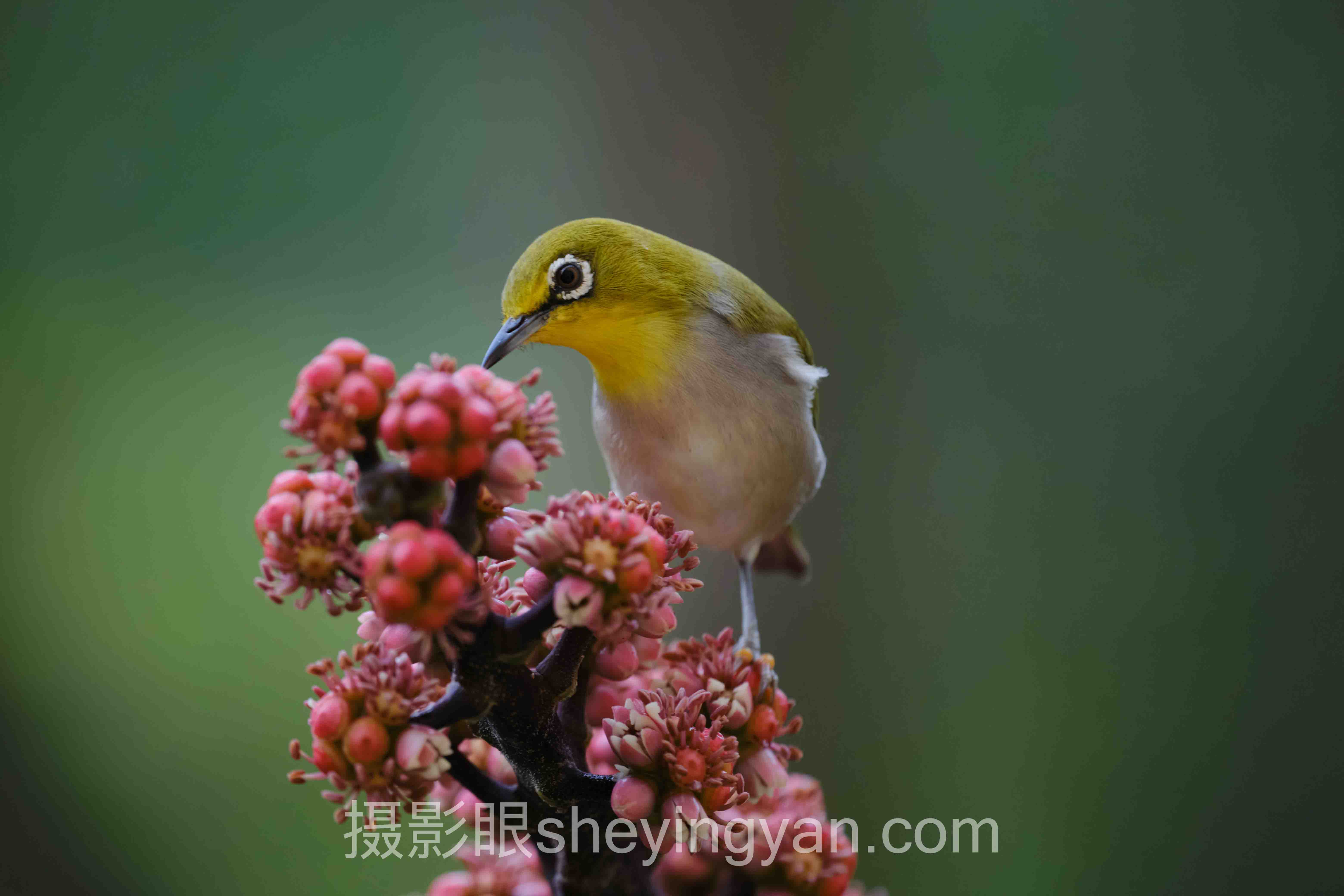 数据说话:摄影新手每日练习与照片点评的发展现状
