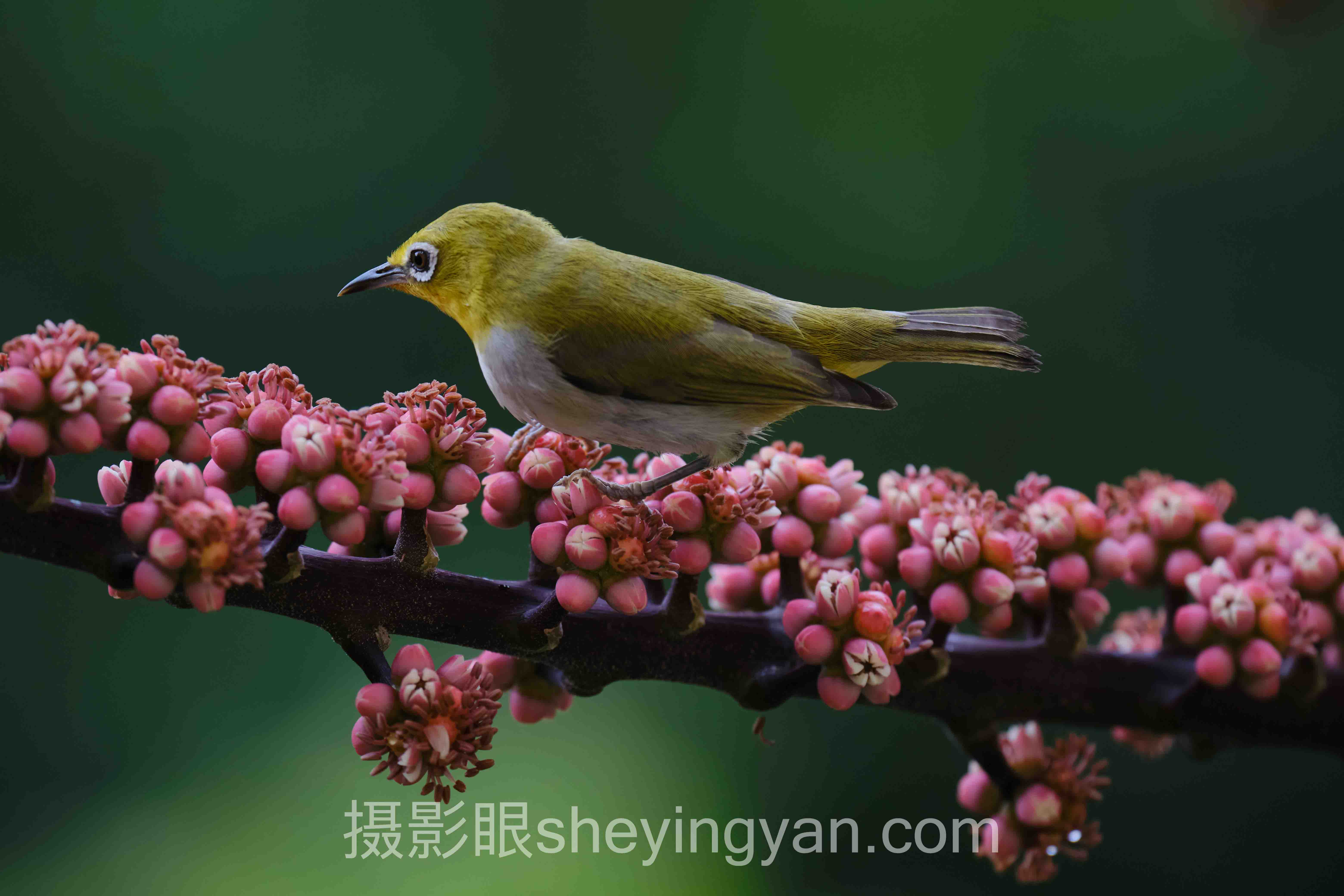 选照片点评平台不踩坑：AI评分与人工点评5维度对比
