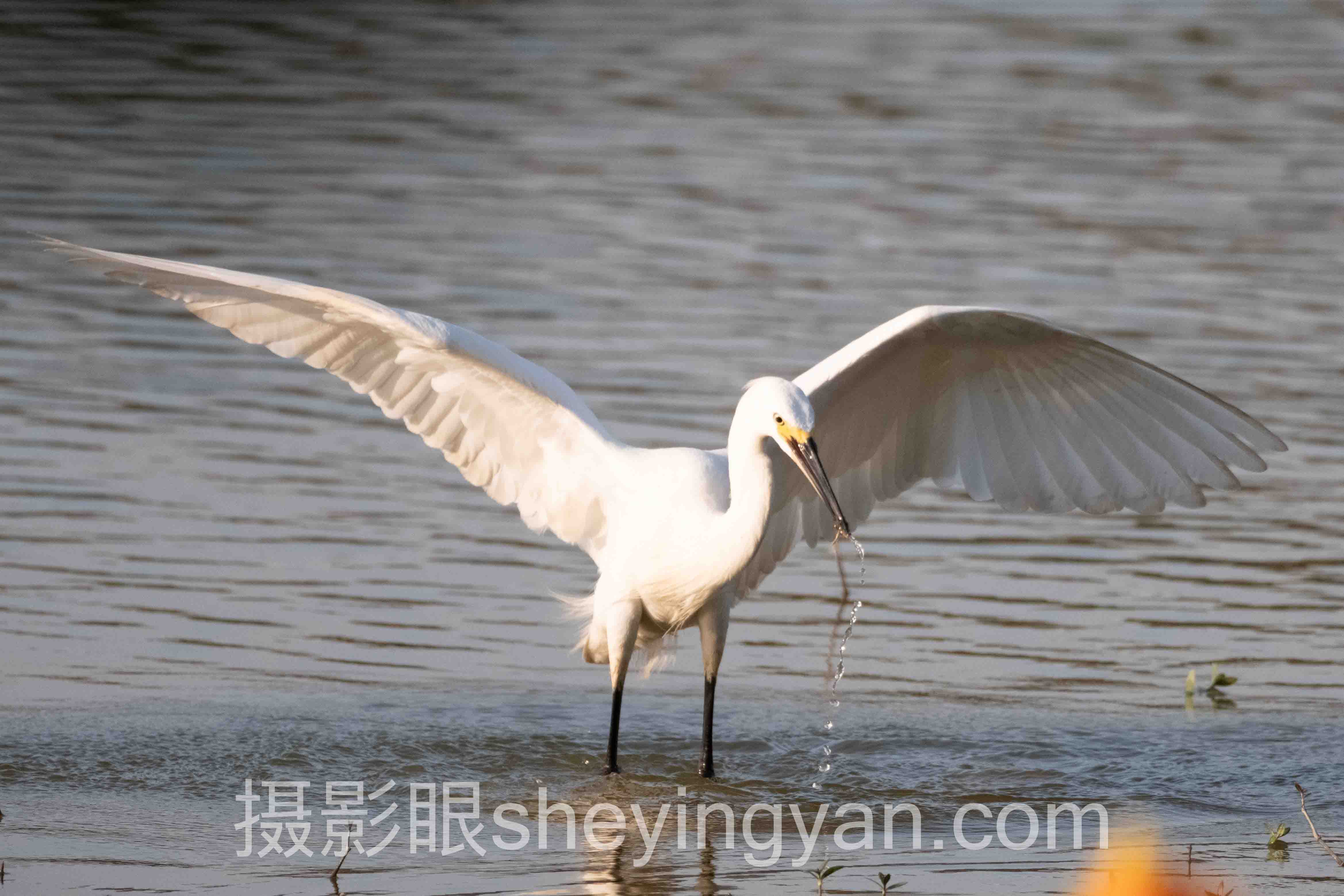 相机618折扣全问答:索尼佳能尼康富士哈苏怎么选